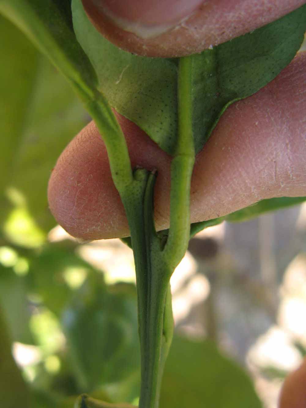              Petiole (Winter Haven, FL)       